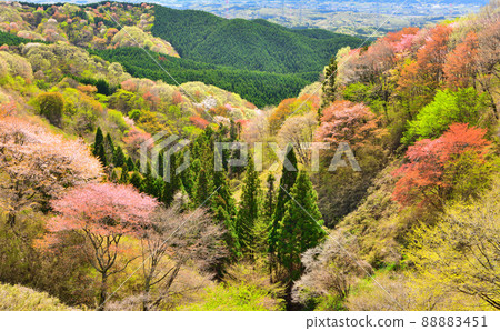 The cherry blossoms in full bloom seen from Mt. The cherry blossoms in full bloom seen from Mt. 88883451