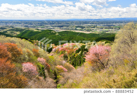 從富士山看到的櫻花盛開。 從富士山看到的櫻花盛開。 88883452