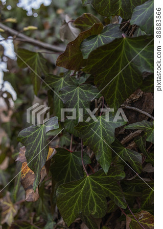 Ivy, Hedera helix or European ivy climbing on bark of a tree. Close up Ivy, Hedera helix or European ivy climbing on bark of a tree. Close up 88883866