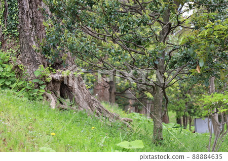 A tree hollow in Marunouchi's Wadakura Fountain Park where squirrels and dwarfs are likely to come out. 88884635