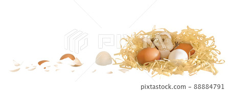 A chick with a hatched nest. Isolated on a white background. A chick with a hatched nest. Isolated on a white background. 88884791