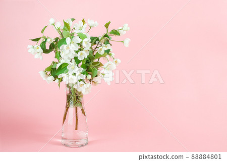 Bouquet of apple flowers in vase on pink background with copy space Bouquet of apple flowers in vase on pink background with copy space 88884801