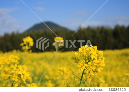 Ozu City, Ehime Prefecture Goro's rape field Ozu City, Ehime Prefecture Goro's rape field 88884823