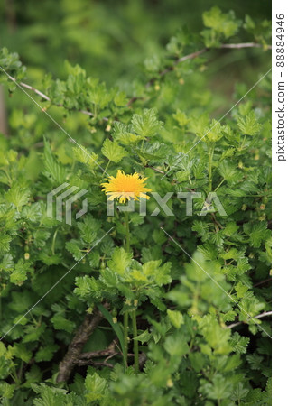 Yellow dandelion flower on a green background of blooming gooseberries. High quality photo 88884946