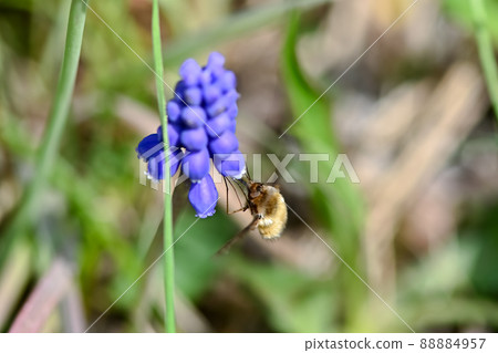 Dot Triobu下面 88884957