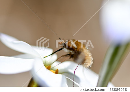 Dot Triobu下面 Dot Triobu下面 88884958