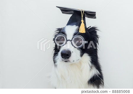 Funny puppy dog border collie with graduation cap eyeglasses isolated on white background. Dog gazing in glasses grad hat like student professor. Back to school. Cool nerd style. Funny pet 88885008