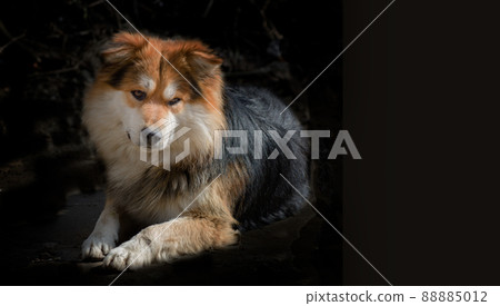 Dog without breed very fluffy with black, ginger and white spots on a dark background - portrait, looking with alertness into the distance 88885012