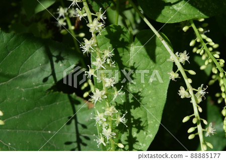 Red vine Red vine 88885177