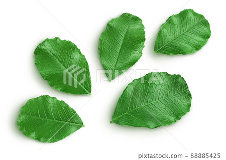 Fresh carob leaves isolated on white background with clipping path. Top view. Flat lay 88885425