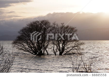 Underwater tree of Lake Biwa Underwater tree of Lake Biwa 88885558