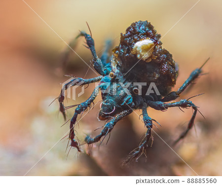 Damaeidae Berlese is a family of mites, strange tiny mite you can find in the forest 88885560