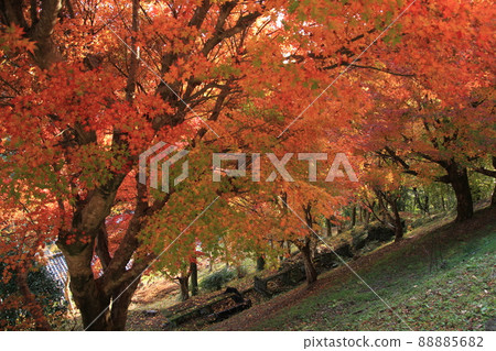 Mountain autumn leaves dyed red 88885682
