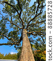 生長在天然林中的樹木 88885728