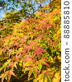 上色開始時的楓樹 88885810