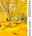 銀杏樹和枯葉 88885844
