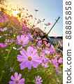 黃昏綻放的粉紅色波斯菊 88885858