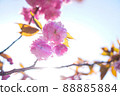 櫻花與太陽 88885884