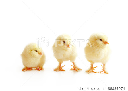Little cute baby chick for easter. Yellow newborn baby chick. Little cute baby chick for easter. Yellow newborn baby chick. 88885974