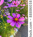 盛開的粉紅色波斯菊 88886038