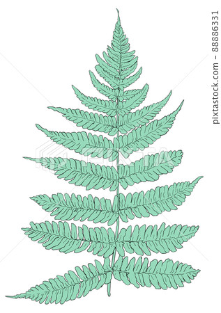 Fern illustration Fern illustration 88886331