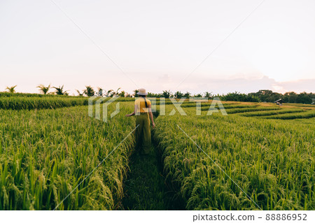 Unrecognizable female strolling in rice fields Unrecognizable female strolling in rice fields 88886952