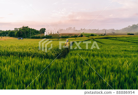 Crop rancher walking on path 88886954