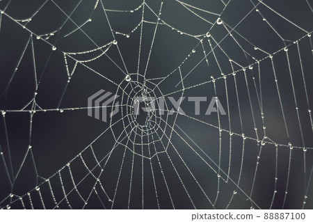 Cobweb - drops of morning dew on a spider web in fog Cobweb - drops of morning dew on a spider web in fog 88887100