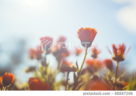 Marigold - beautiful orange flowers, in the garden, close up view, bright sunny day Marigold - beautiful orange flowers, in the garden, close up view, bright sunny day 88887206