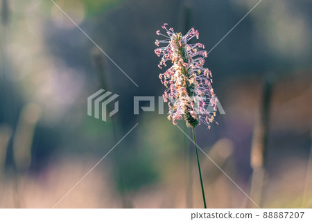 Blooming Timothy grass flower on meadow, summer sunny day morning 88887207
