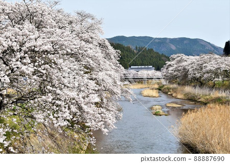 Furudono Sakura Kaido, Furudono Town, Fukushima Prefecture Furudono Sakura Kaido, Furudono Town, Fukushima Prefecture 88887690
