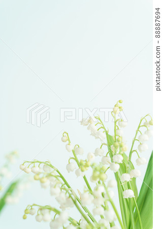 Lily of the valley flowers on a blue background | Vertical composition 88887694