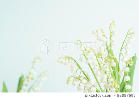 Lily of the valley flowers on a blue background 88887695