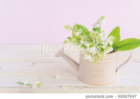 Lily of the valley in a pink watering can Lily of the valley in a pink watering can 88887697
