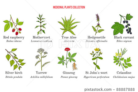 Set of different medicinal plants 88887888