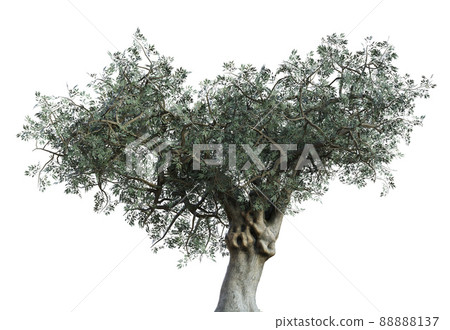 3D Olive tree isolated 3D Olive tree isolated 88888137