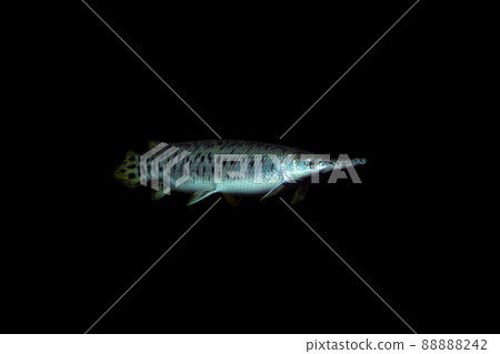 Garpike spotted gar black back 88888242