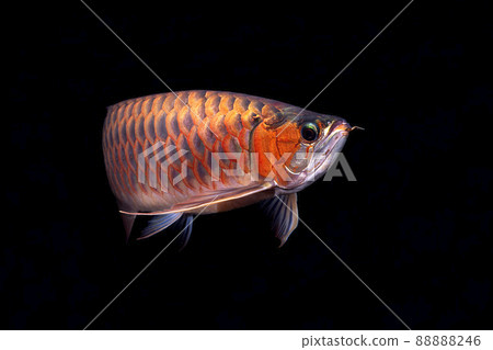 亞洲龍魚紅龍魚黑色背景 亞洲龍魚紅龍魚黑色背景 88888246