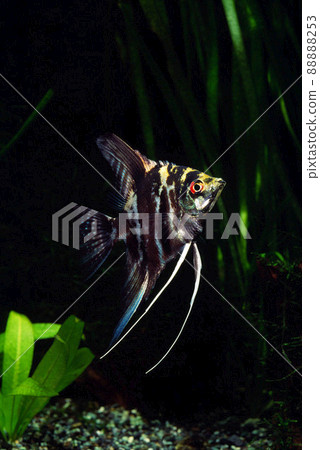 Angelfish Marble Angelfish 88888253