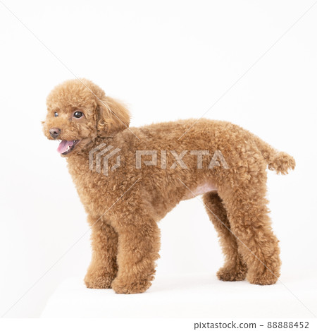 Smiley toy poodle Smiley toy poodle 88888452