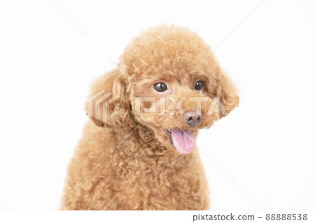 笑臉玩具貴賓犬破產了 88888538