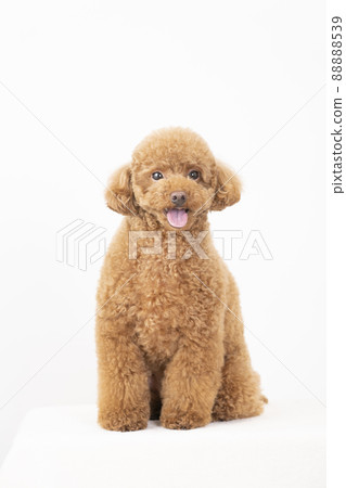 伸出舌頭和微笑的玩具貴賓犬 伸出舌頭和微笑的玩具貴賓犬 88888539