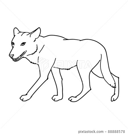 Gray Wolf. Gray Wolf. A Predatory Beast. Wild... - Stock Illustration ...