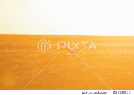 European White Stork Ciconia Ciconia Flies Above Summer Meadow Lit By Sunset Sunlight. Wild Bird In Sunny Evening In Belarus. Sunshine Above Meadow Landscape 88888995