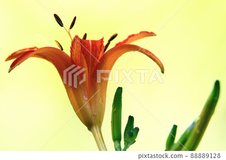 黃花菜金針花（母花、長黃黃花菜、金針綠黃花菜、黃花菜、黃花菜、一日美人、長黃黃花菜） 88889128