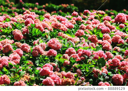 美麗的繡球花（繡球花、粉花、八仙花、瑪哩葉）Hanaumi 88889129