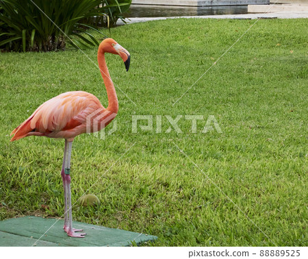 beautiful pink flamingo captured in a natural environment and vegetation beautiful pink flamingo captured in a natural environment and vegetation 88889525