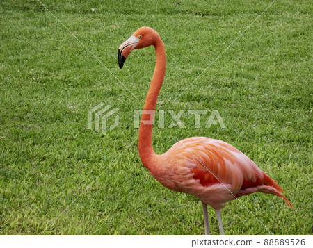 beautiful pink flamingo captured in a natural environment and vegetation 88889526
