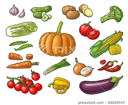 Set vegetables. Vector black vintage engraving illustration Set vegetables. Vector black vintage engraving illustration 88889545