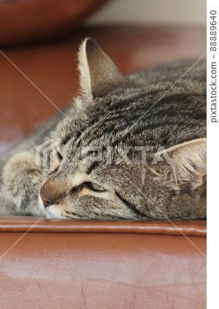 Gray Scottish Straight cat sleeping on the window. Portrait of a beautiful cat 88889640